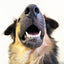 Dental Dazzle Dog Treats
