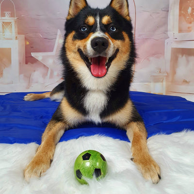 Play Time For Dogs - Chase Floating Sports Ball