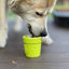 Flower Pot Durable Rubber Treat Dispenser & Enrichment: Green