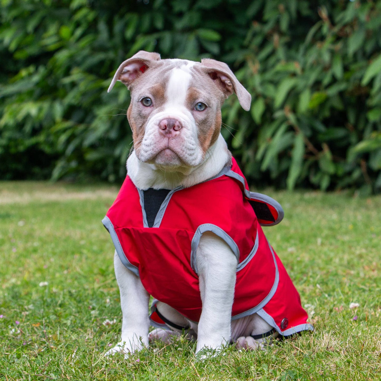 Ancol Stormguard Soft Shell  Dog Coat Bordeaux