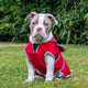 Ancol Stormguard Soft Shell  Dog Coat Bordeaux