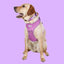 Adjustable Airmesh Dog Harness