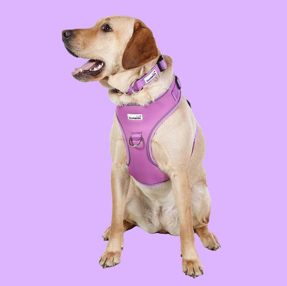 Adjustable Airmesh Dog Harness