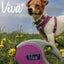 Ancol Viva Retractable Lead LARGE