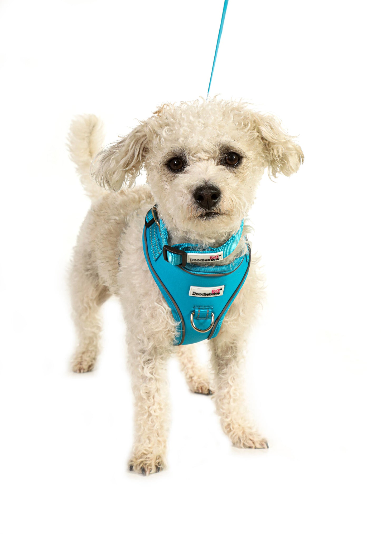 Adjustable Airmesh Dog Harness