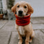 Bodhi & The Birchtree - Bodhi & The Birchtree Burnt Orange Fleece Snood