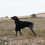Fleece Dog Jumper - Black