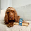 Pet Wiz - Coffee Wood Chew