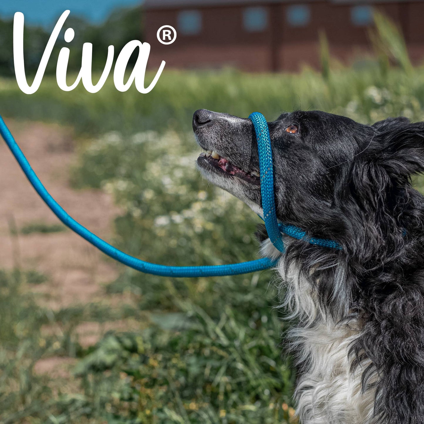 Ancol Viva Rope Slip Lead 120cm x 1cm