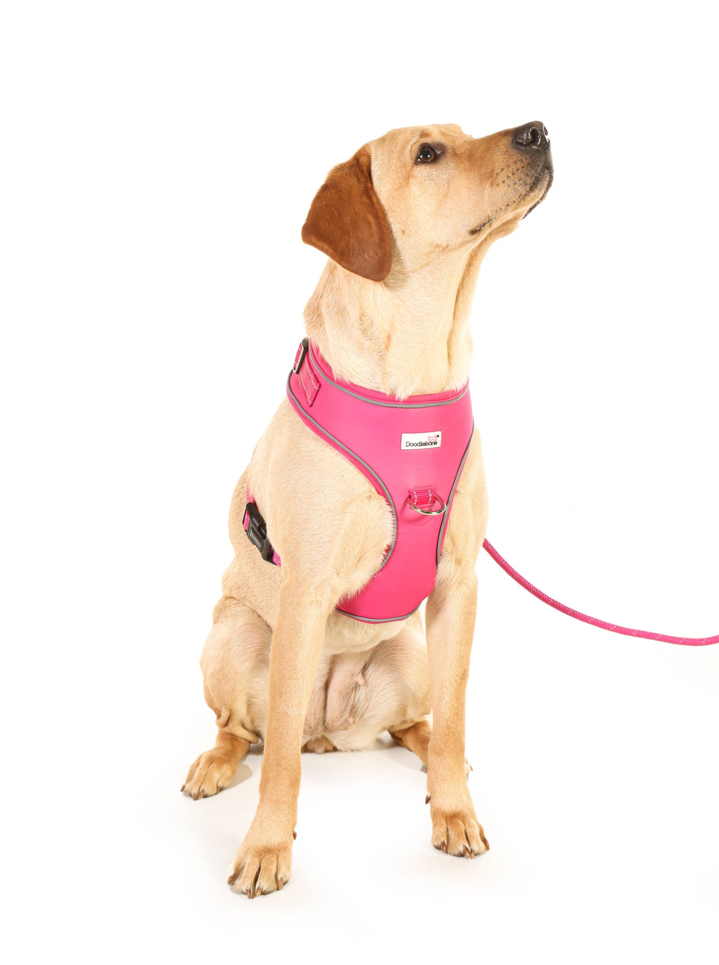 Adjustable Airmesh Dog Harness