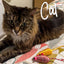 Stripey Mice Cat Toy