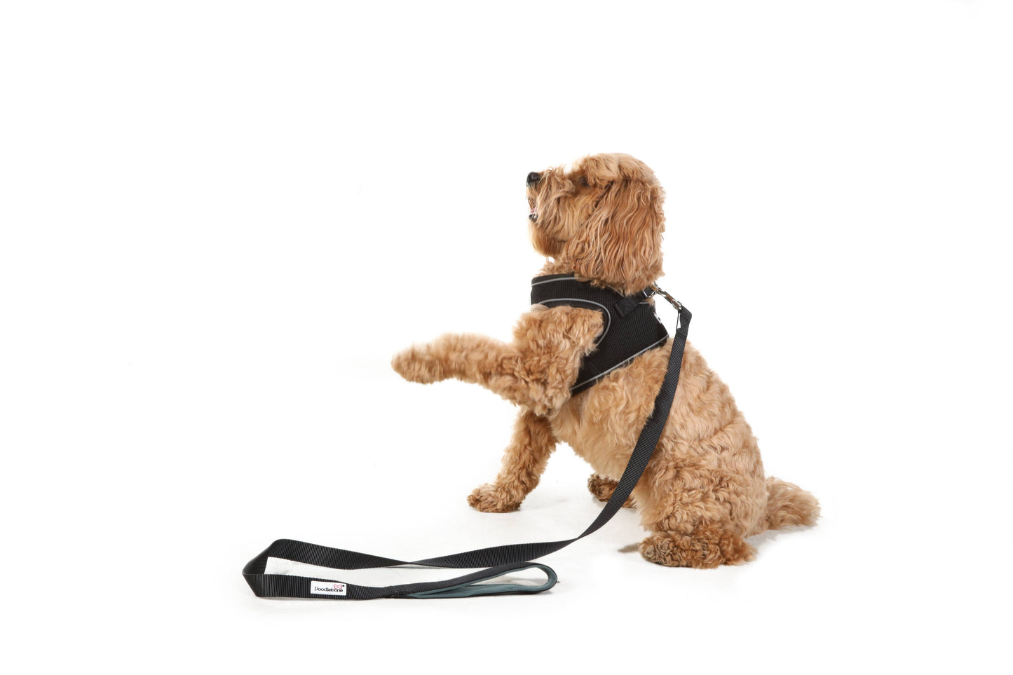 Doodlebone Padded Dog lead