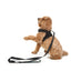 Doodlebone Padded Dog lead