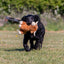 Ancol Pet Products Ltd - Small Bite Highland Cow For Puppies & Smaller Dogs