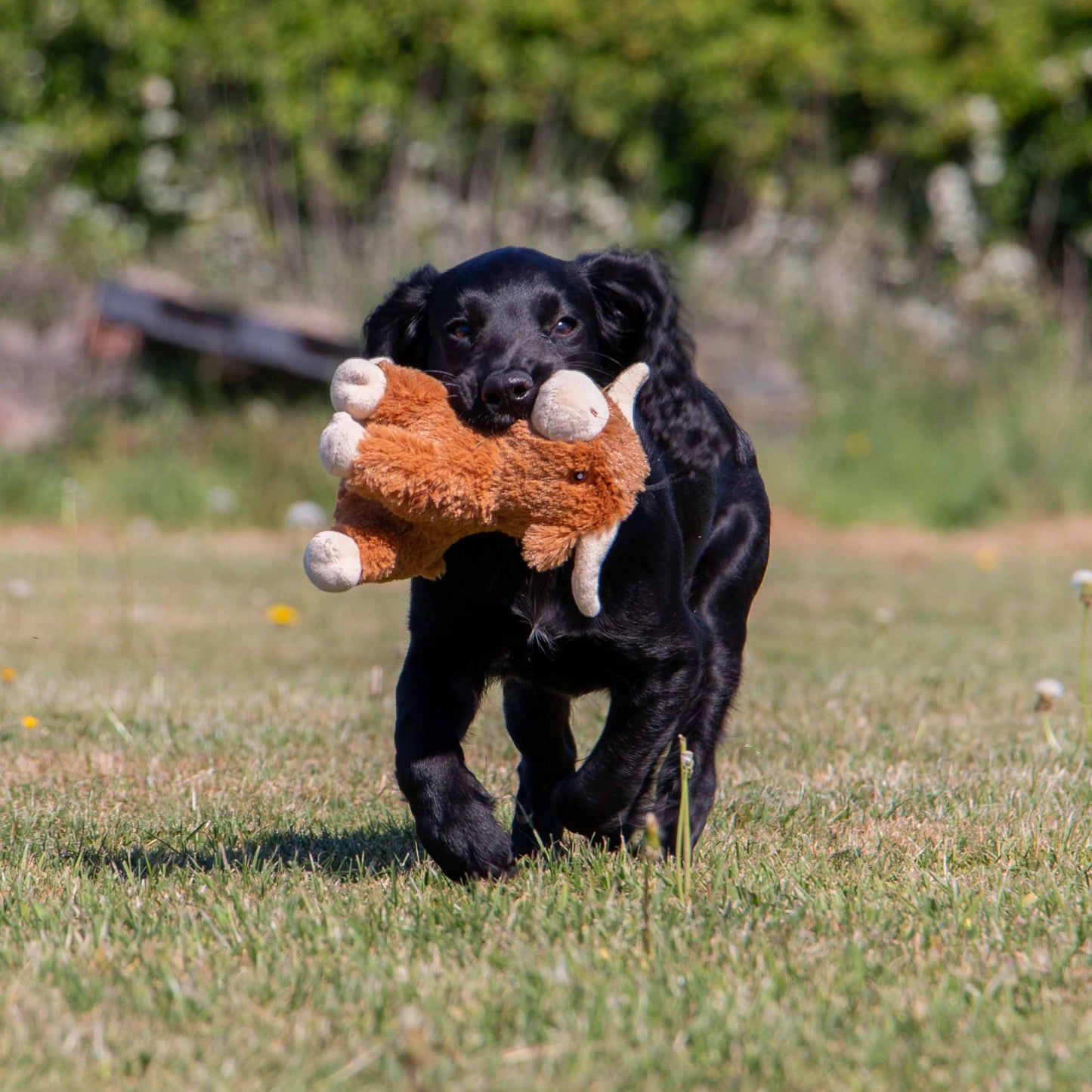 Ancol Pet Products Ltd - Small Bite Highland Cow For Puppies & Smaller Dogs