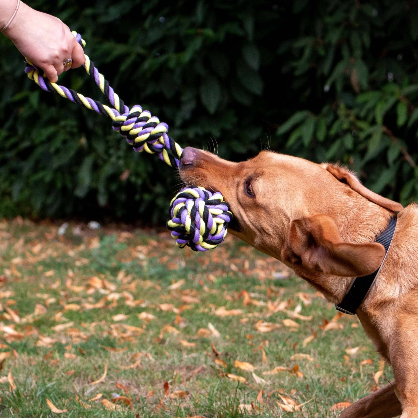 Ancol Pet Products Ltd - Play Time For Dogs Tricoloured Jumbo Rope Ball Tug