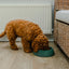 Recycled Ocean Plastic Dog Bowl: Forest Green
