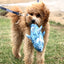 Eco Conscious Shark Dog Toy