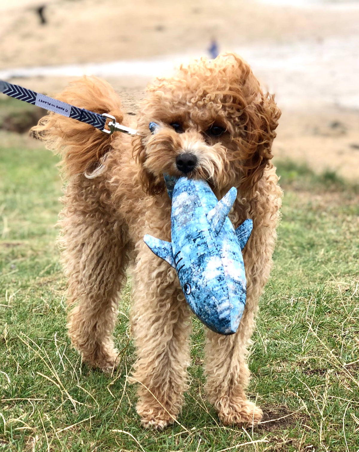 Eco Conscious Shark Dog Toy