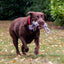 Play Time For Dogs Ropey Knot