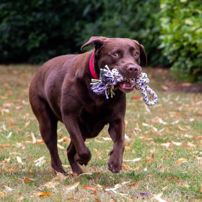 Play Time For Dogs Ropey Knot
