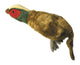 Migrator Pheasant