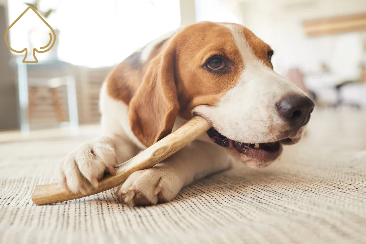 Stag Antler Chew