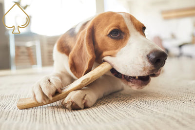 Stag Antler Chew