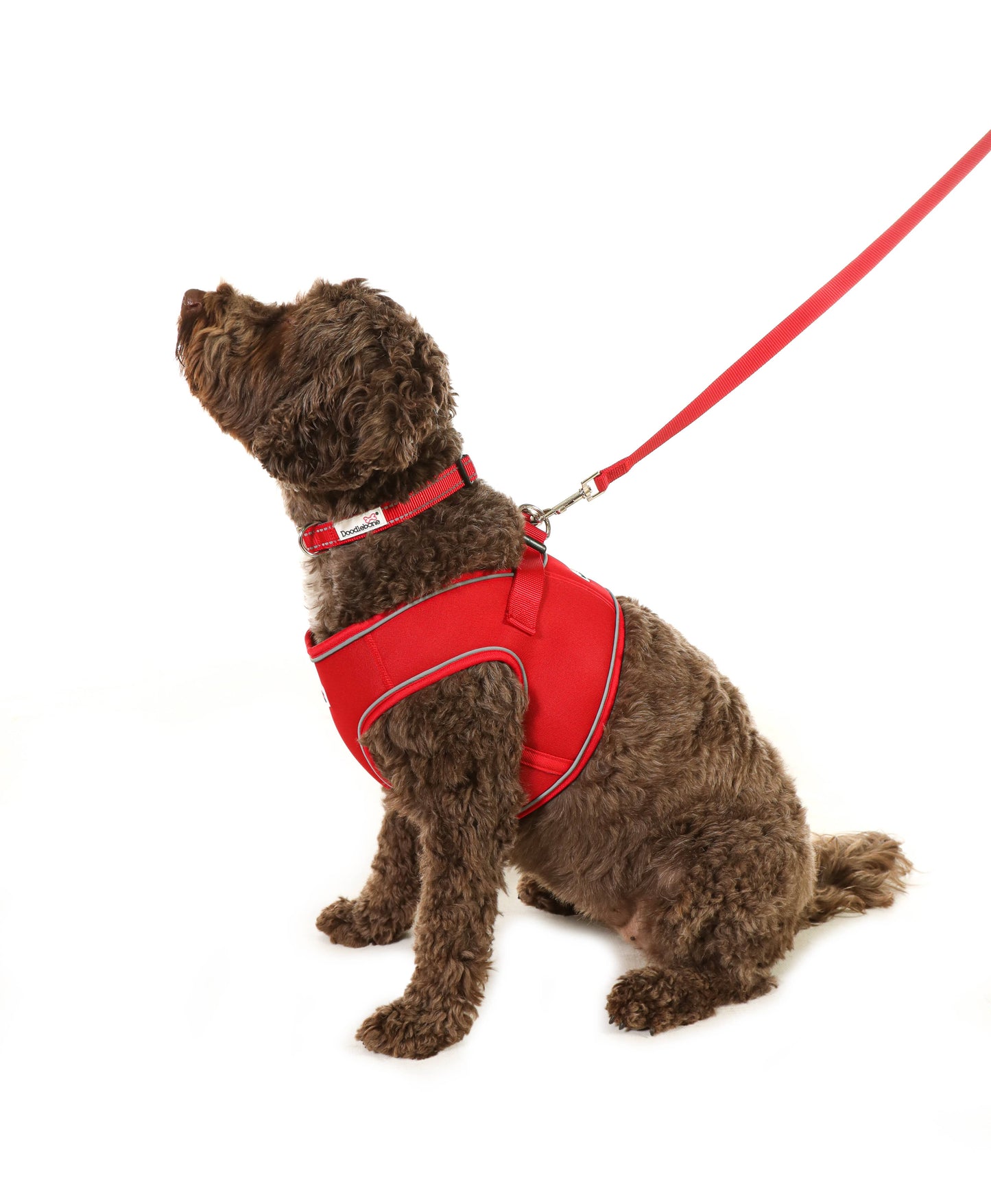 Doodlebone Padded Dog lead