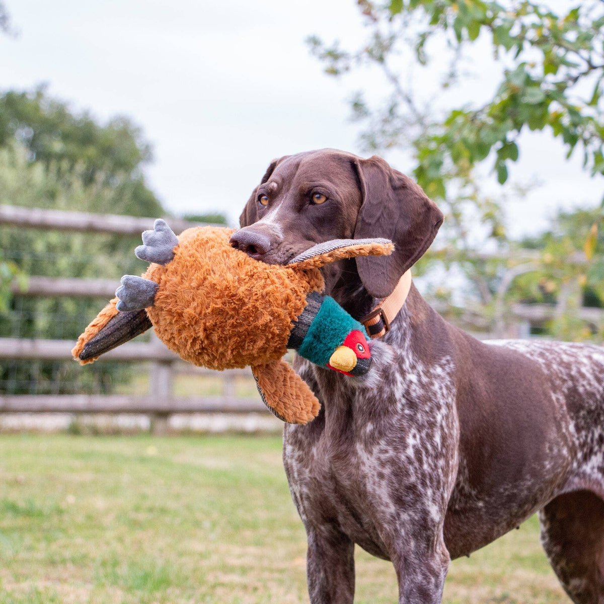 Heritage Phoebe Pheasant Dog Toy with squeak and crinkle