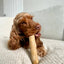 Pet Wiz - Coffee Wood Chew