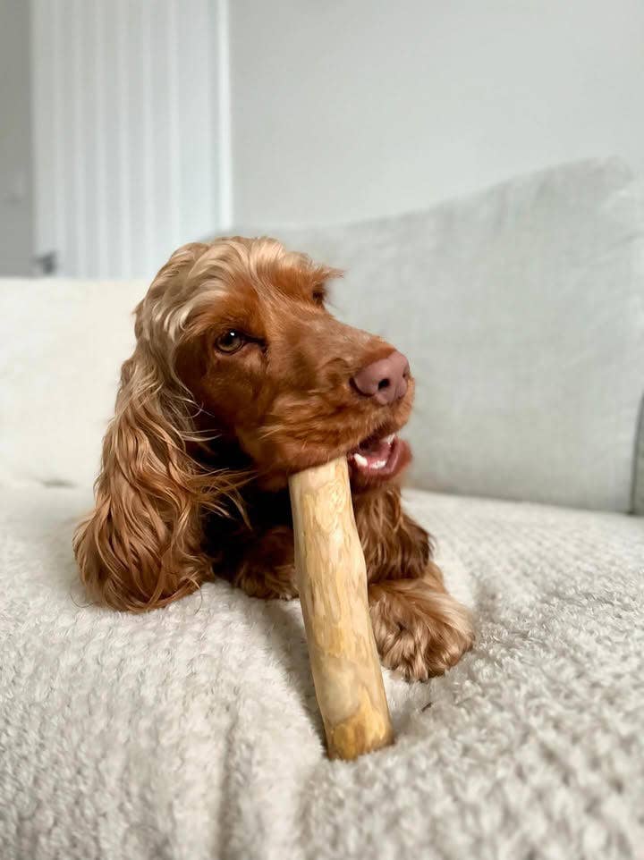 Pet Wiz - Coffee Wood Chew