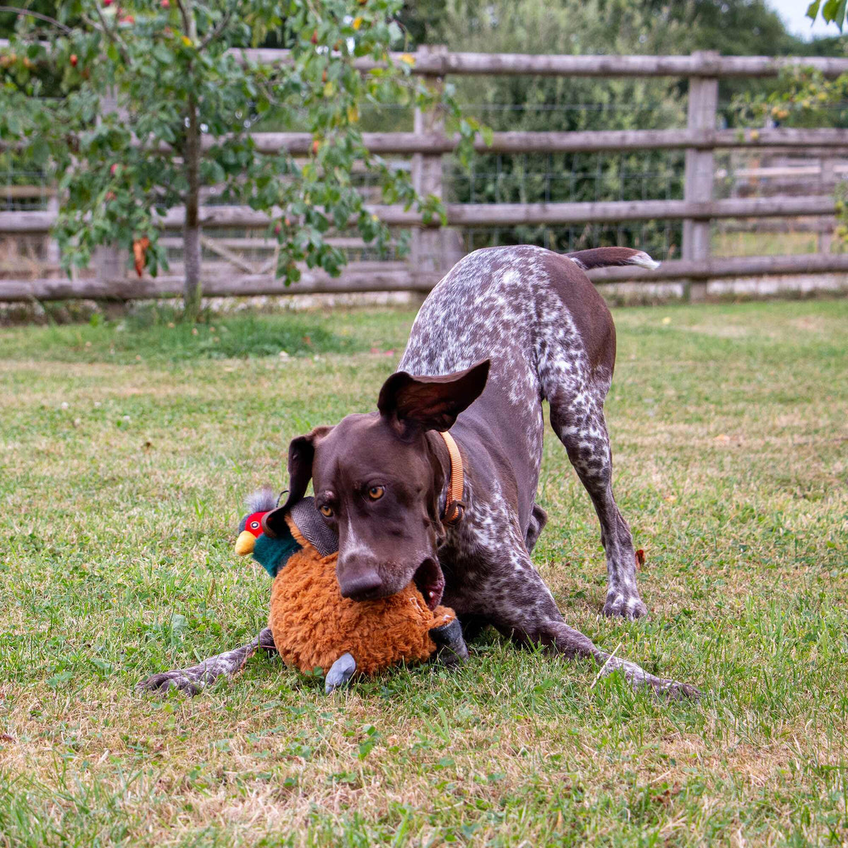Heritage Phoebe Pheasant Dog Toy with squeak and crinkle