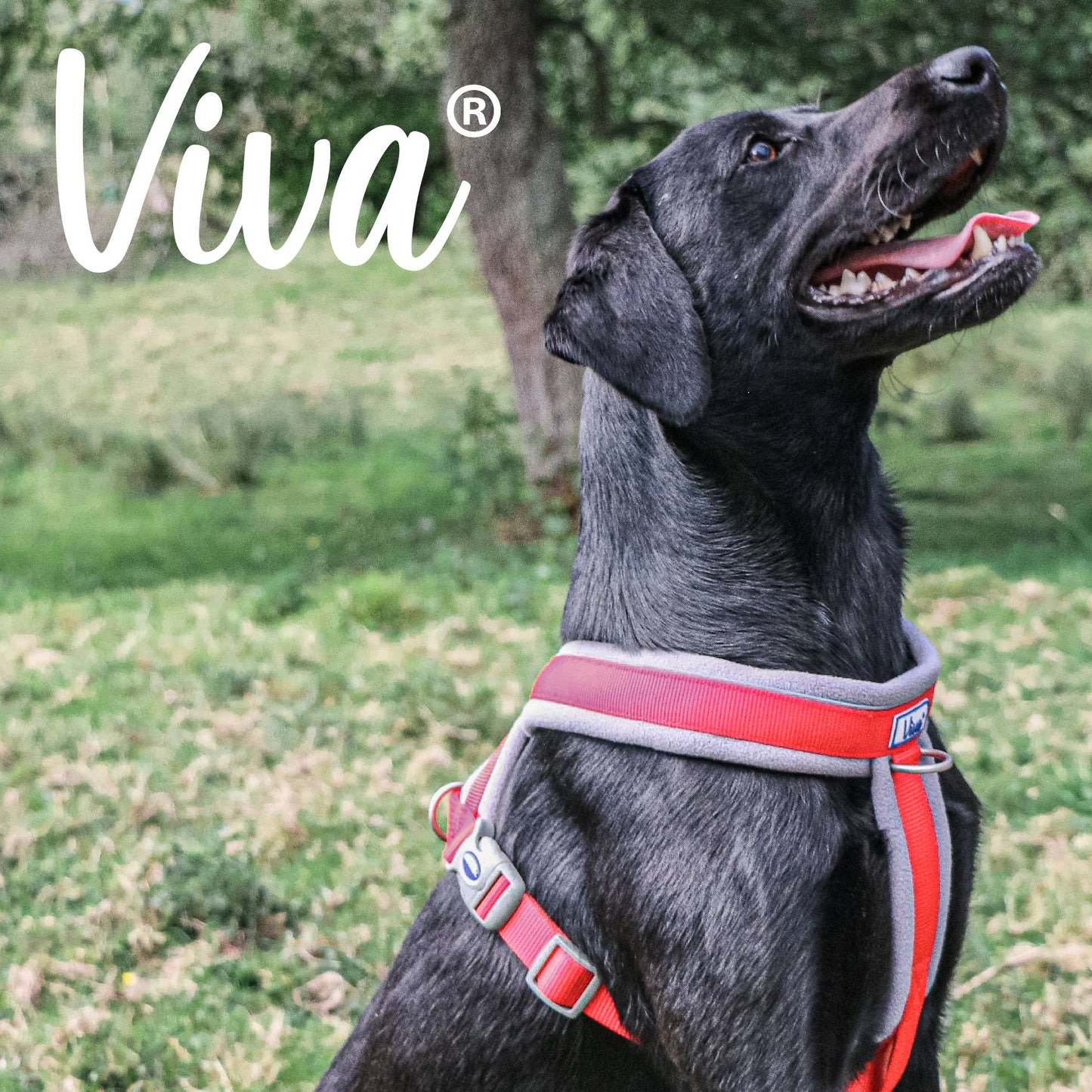 Viva Padded Harness Red: Small