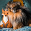 Aurora Paws - Juniper the Fox (Cat Nip Infused) Eco Dog and Cat Toy