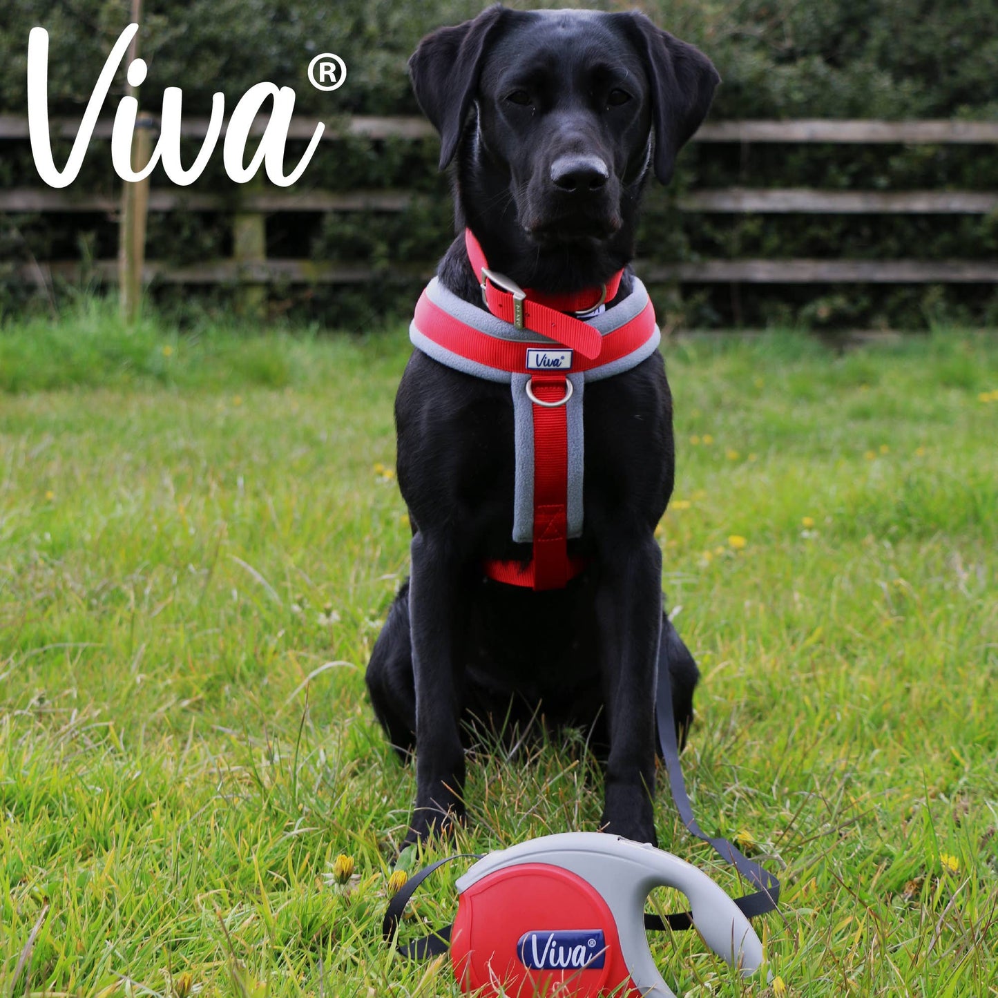 Ancol Viva Retractable Lead LARGE