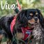 Ancol Viva Buckle Collar Red