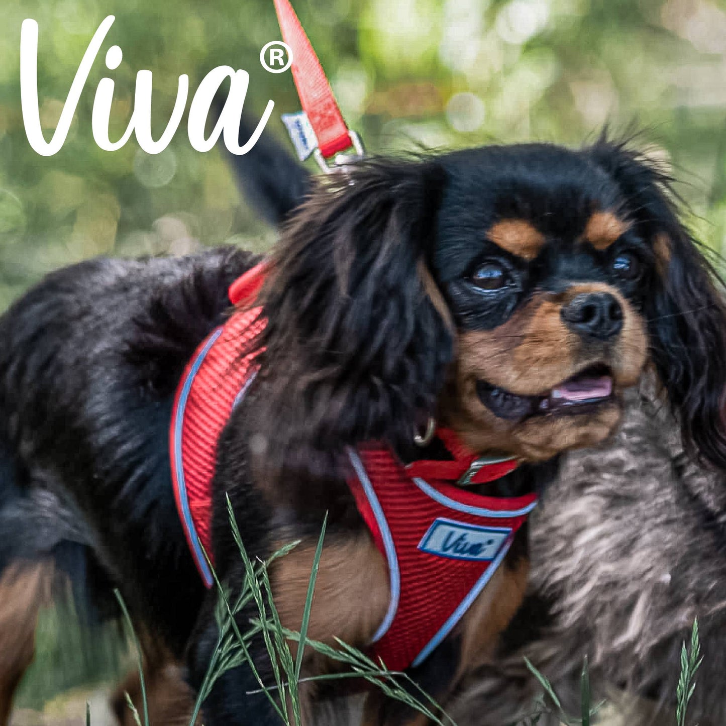 Ancol Viva Buckle Collar Red