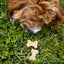 BrewBix Peanut Butter Dog biscuits