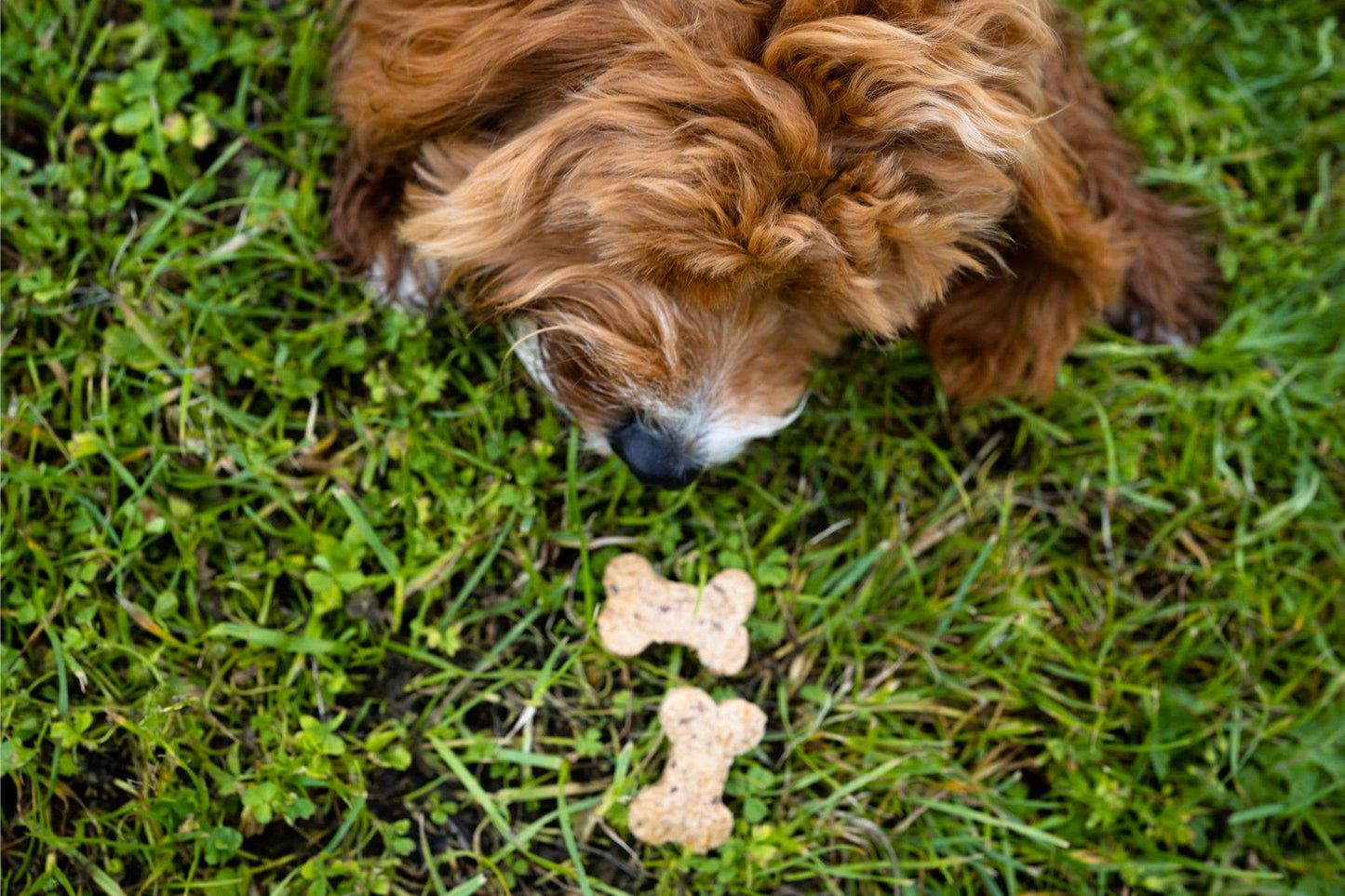 BrewBix Peanut Butter Dog biscuits