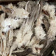 Hairy Rabbit Ears