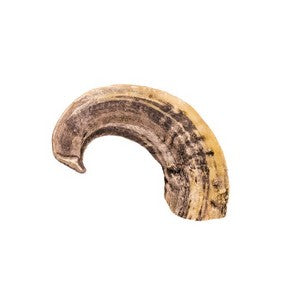Ram Horns