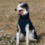 Fleece Dog Coat - Navy