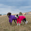 Fleece Dog Jumper - Pink