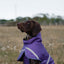 Luxe Waterproof Dog Coat 250g - Purple
